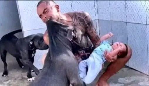 PITBULL DOG ATTACKS HIS OWNER’S SON AND…