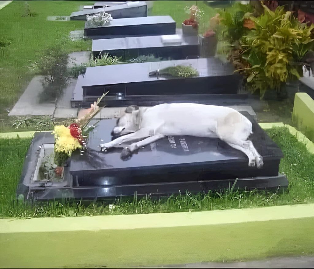 The Unbreakable Bond: Capitan’s Story of Loyalty…