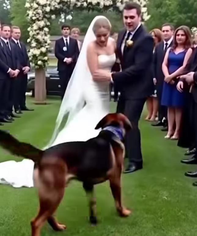 K9 Dog Saves Groom from Deceptive Bride — Her Hidden Past Shocked the Entire Town