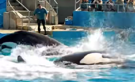 Trainer K*lled by Orca During Show — What Happened Moments Before Has Everyone Shocked!